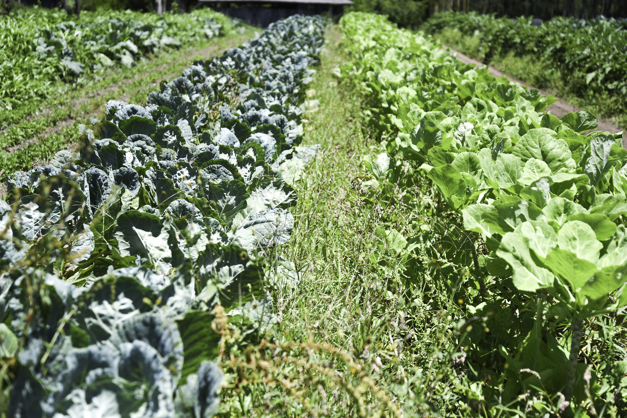 Feira do Produtor Rural