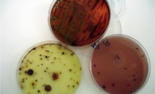 Laboratório de Microbiologia