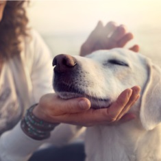 Cuidados com os pets no verão