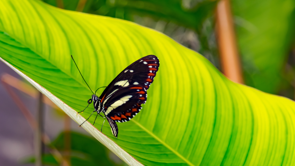 animais bioindicadores