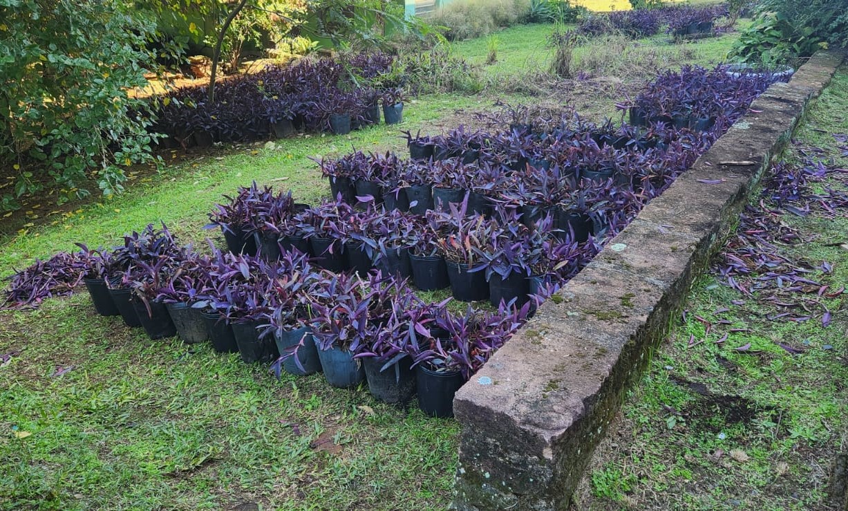 trapoeraba