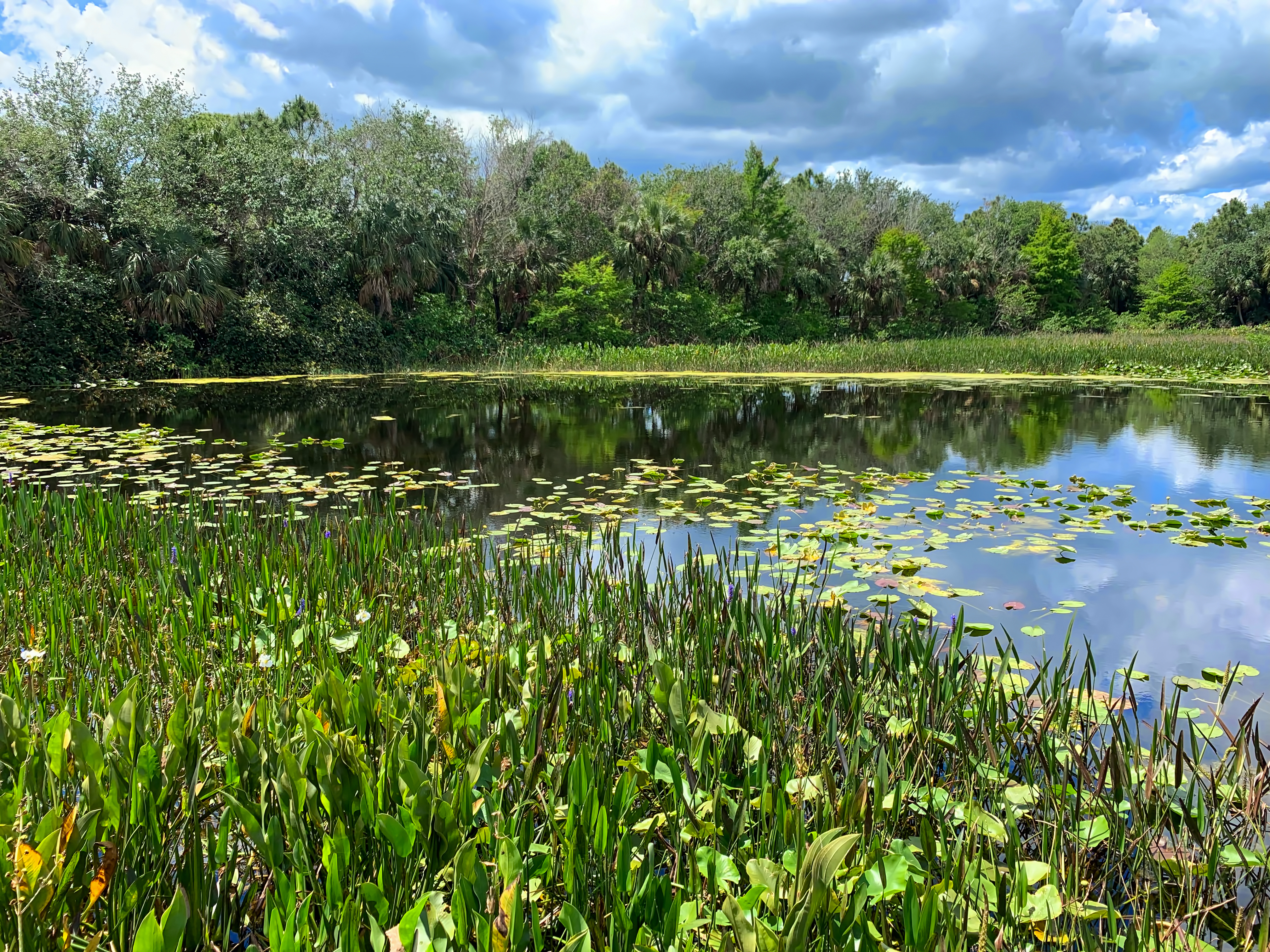 Wetlands construídos