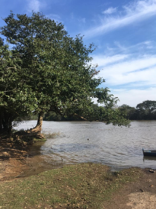 Lago com uma canoa e uma árvore
